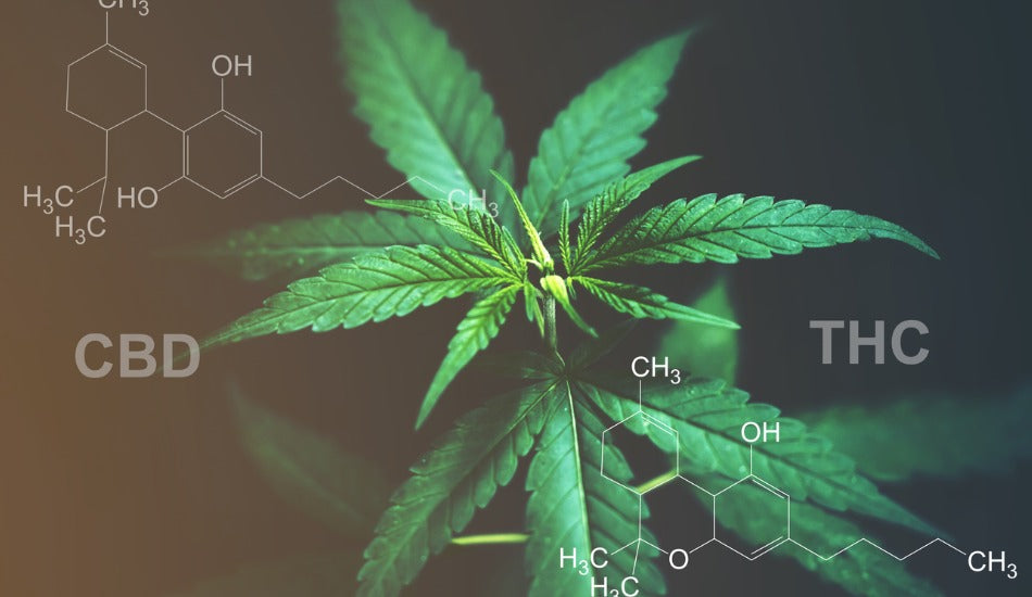 Everything You Need To Know About THC-O Acetate